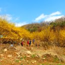 양평추읍산-산수유축제(2013.4.7)-2 이미지