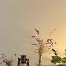 서울콤