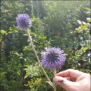 경화농장 이미지