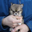 깜찍하개 이미지