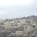 호국원제1충령당 | 국립이천호국원 이장 (2)_이장 후기, 이장 당일 서류 준비, 꽃다발