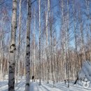 자작나무 숲 이미지