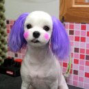 펫시스터즈 이미지