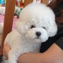 안동제일치과병원 | 강아지 치과 전문병원 ! 힐링힐스동물치과병원 내돈내산 추천후기 ❤️