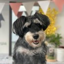 트리멍마마 이미지