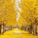 9월에 미리 떠나는 서울 근교 단풍 명소 BEST 4 추천 이미지