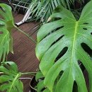 이치덴탈 이미지