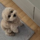 RR-60[웅상대로]-하-1 | 간호 프리클리닉 1탄(술기시험편)