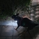 큐덴트 | [내돈내산] 강아지 용품 리뷰 몇 개