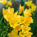 프리지아 이미지