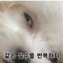 울트라코어