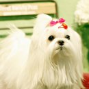 프란다스애견 이미지