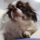 서서울호수동물병원 이미지