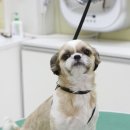 올리브 펫 이미지