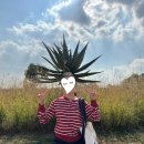 타이페이 턴 &amp; 남아공 요하네스버스 레이오버(ft. 내 인생 첫 아프리카 대륙을 밟다..!)