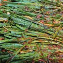 (주)새벽김치 이미지