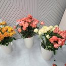 꼰띠고플로라 이미지