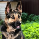 플란다스의 개 이미지