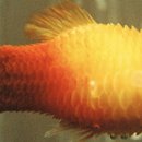 경주 동물 약국 이미지