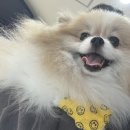 제이린 펜션 | 대전 강아지 슬개골 탈구 수술, 포메 슬개골 성심동물메디컬센터 슬개골 수술 후기