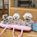 풀스테이더네이쳐홍천M | [올웨이즈헝그리클럽] 강아지 여름옷 여름니트 추천 &#39;올헝클 크로셰 크롭탑&#39;