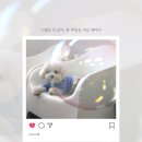 웬만해선 개들을 막을 수 없다 이미지