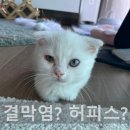 한수풀동물병원 | 아기 고양이 결막염 증상 제주 영어마을 동물병원 다녀왔어요