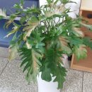 영애농장 이미지