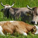 동일축산 이미지