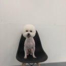 더 빛나개(the 빛나개) 이미지