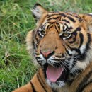 개와고양이 반려동물원 이미지