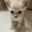 MJ캐터리 이미지