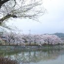 (주)아미랜드 | 작지만 완성도 있는 벚꽃 명소 충남 당진 가볼만한곳 골정지