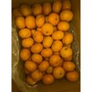 중귤농장 이미지