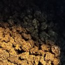 개다래충영통풍 이미지