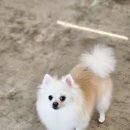 강아지미용실 이미지