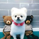 고덕24시 동물병원 이미지