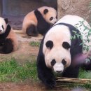 판다 이미지