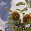 충남농장 이미지