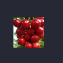 하금농장 이미지