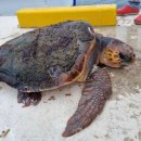 거북축산 이미지