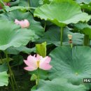 풀꽃세상채식뷔페 이미지