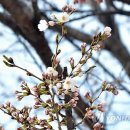 춘천기상대 이미지