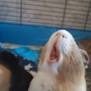 아울 Daum카페