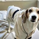 그루밍독스 이미지