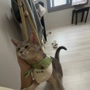 조은켄넬 네이버블로그