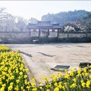 추사고택 관사앞 | 충남 예산 가볼만한곳 4월 꽃구경 봄나들이 추사고택 수선화 홍문, 백송공원