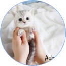 아담스펫 강아지분양 고양이분양 일산점 이미지