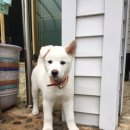 댕댕이# 이미지