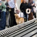 연향초등학교 | 엄빠한테 말 안하고 한국 가기 대 성공!!! 울릉도 여행